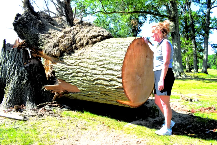 Mill Creek crews removing 400 trees from golf course